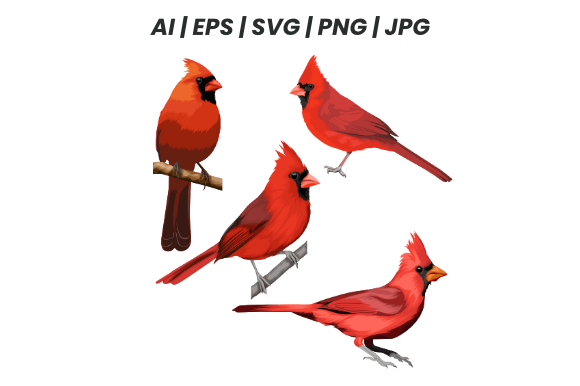 Download Cardinal Bird Bundle - Bird bundle Collection