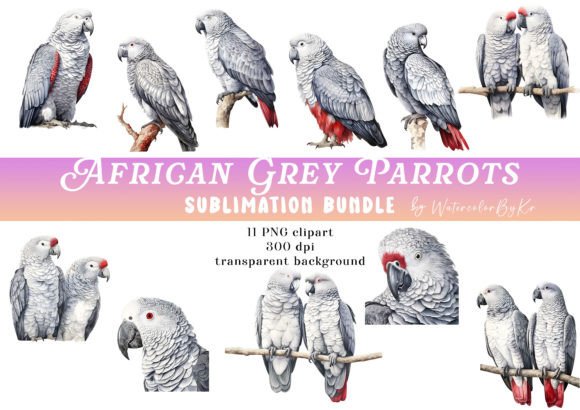 Download African Grey Parrot Bird Bundle Clipart - Bird bundle Collection